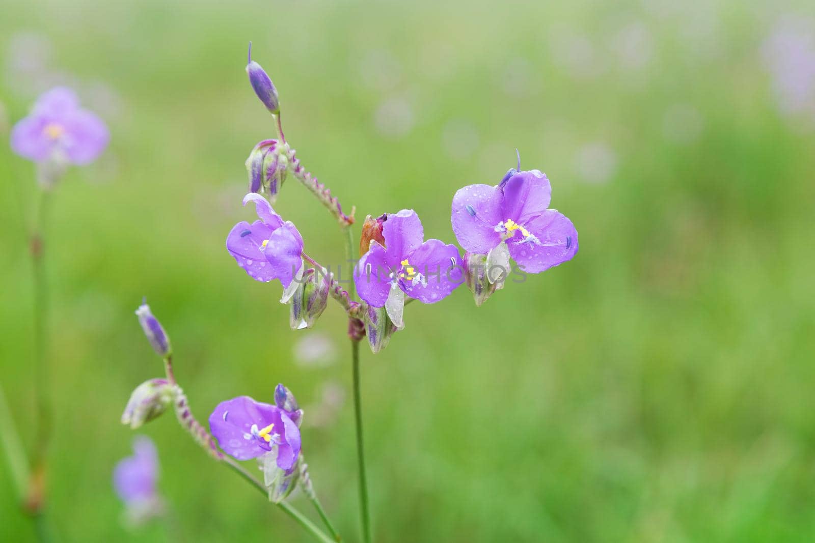 Sweet purple flowers in pine tree forest in the mist and rain, at Phu Soi Dao National Park, Thailand