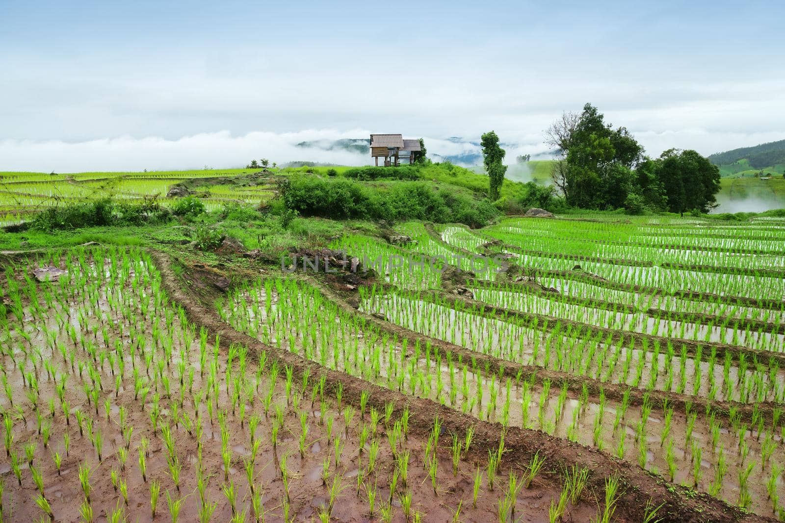 Green Terraced Rice Field in Pa Pong Pieng , Mae Chaem, Chiang Mai, Thailand