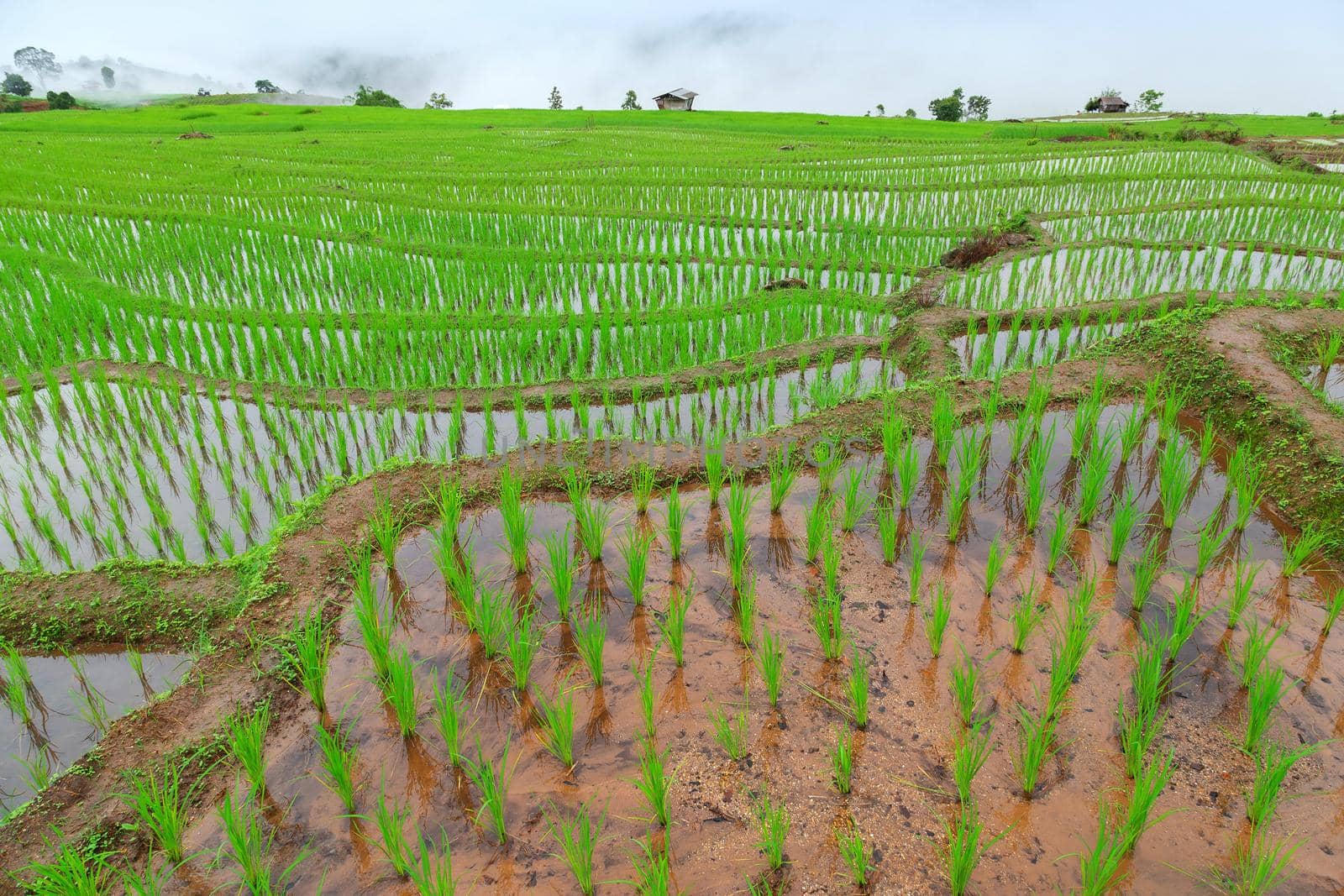 Green Terraced Rice Field in Pa Pong Pieng , Mae Chaem, Chiang Mai, Thailand