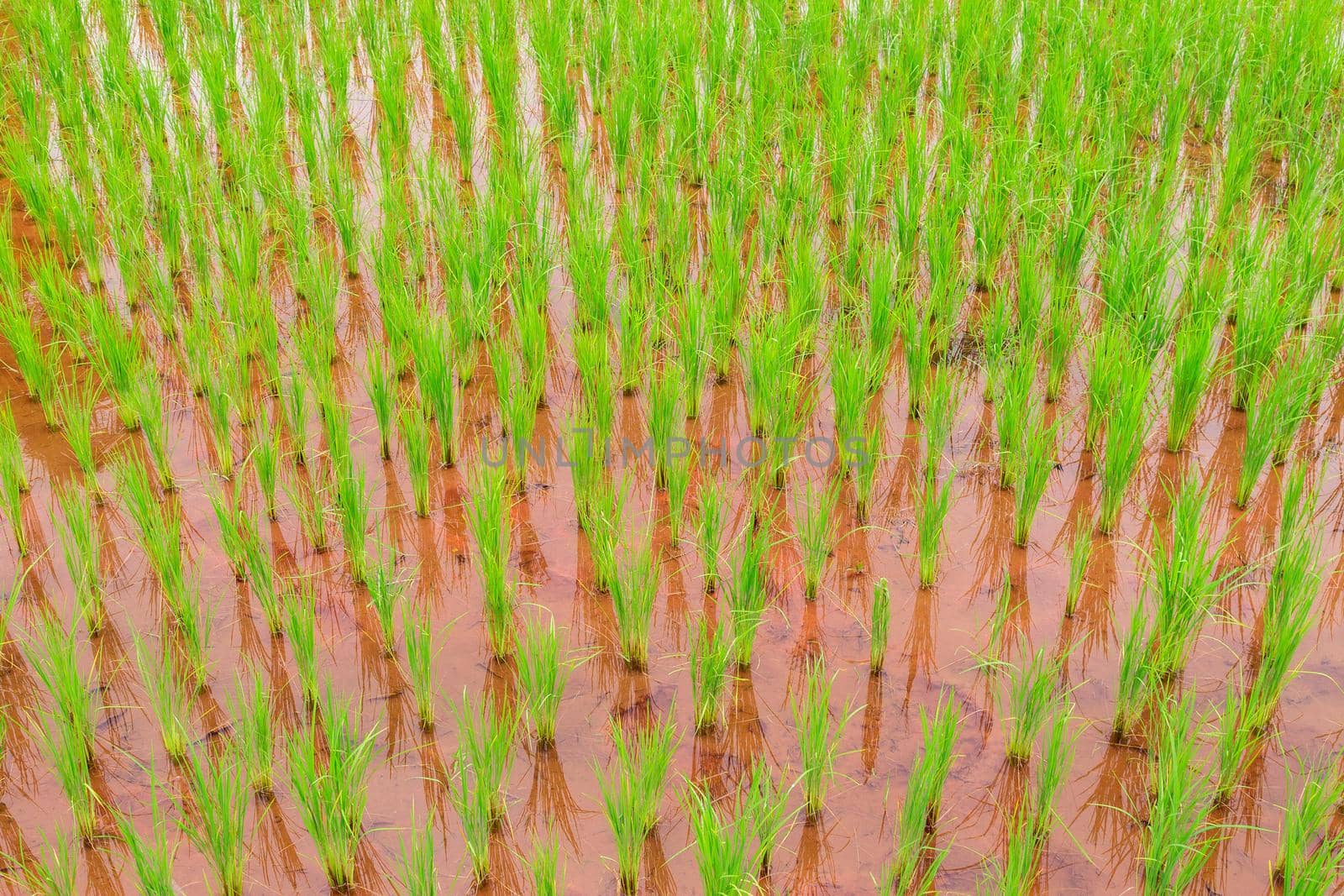 View of young rice Grown in the rainy season