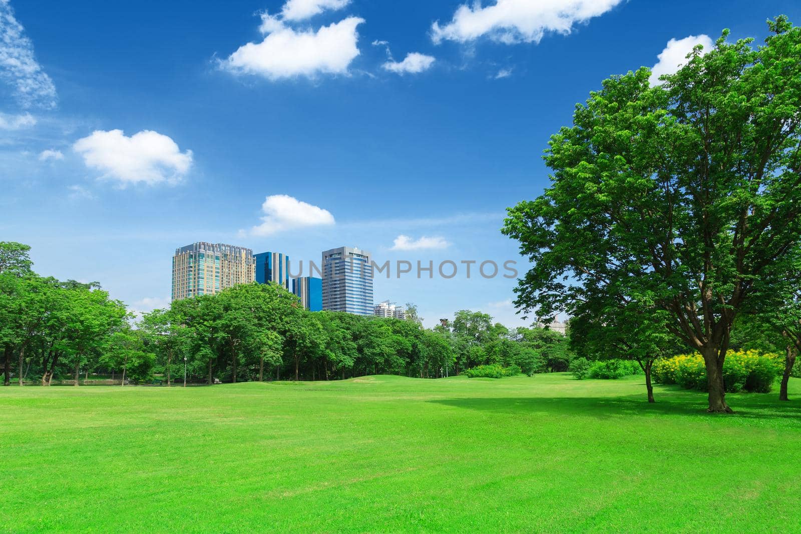 green grass field in big city park