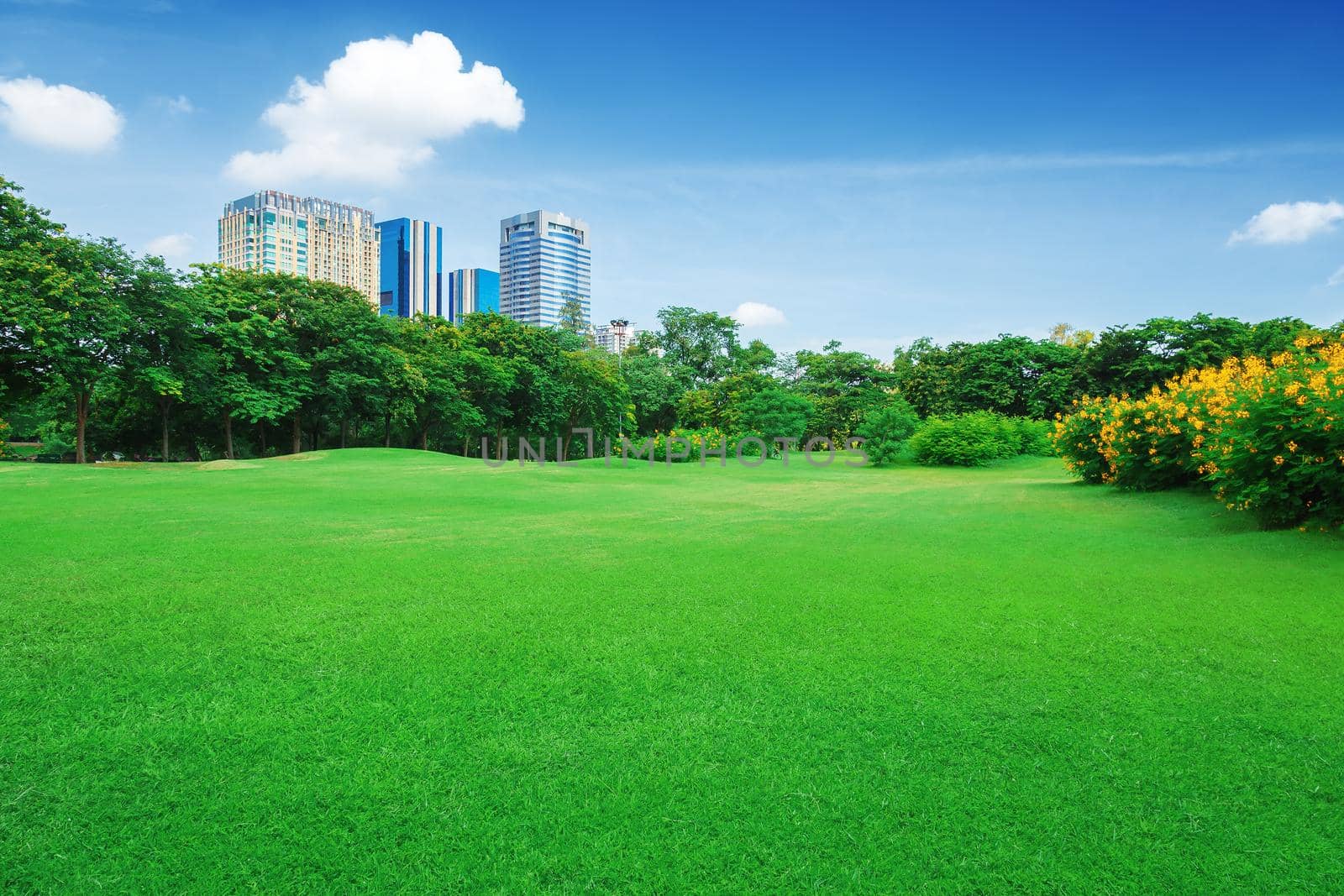 green grass field in big city park