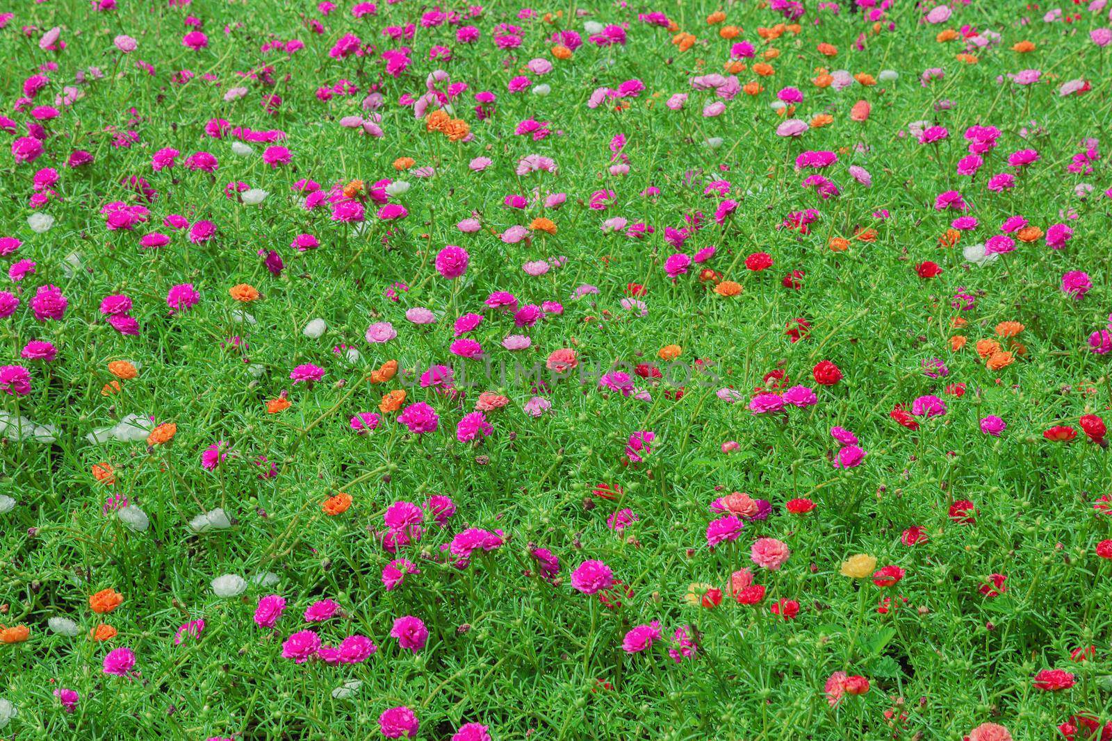 Purple Portulaca oleracea flower grandiflora in a garden