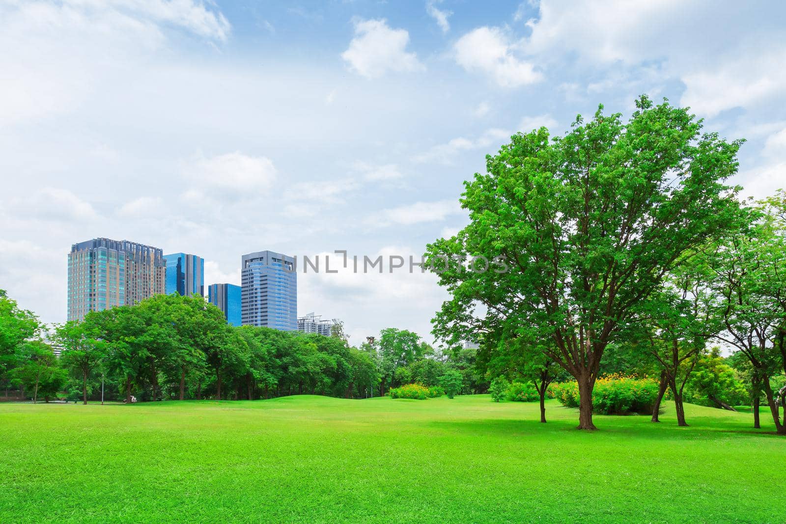 green grass field in big city park