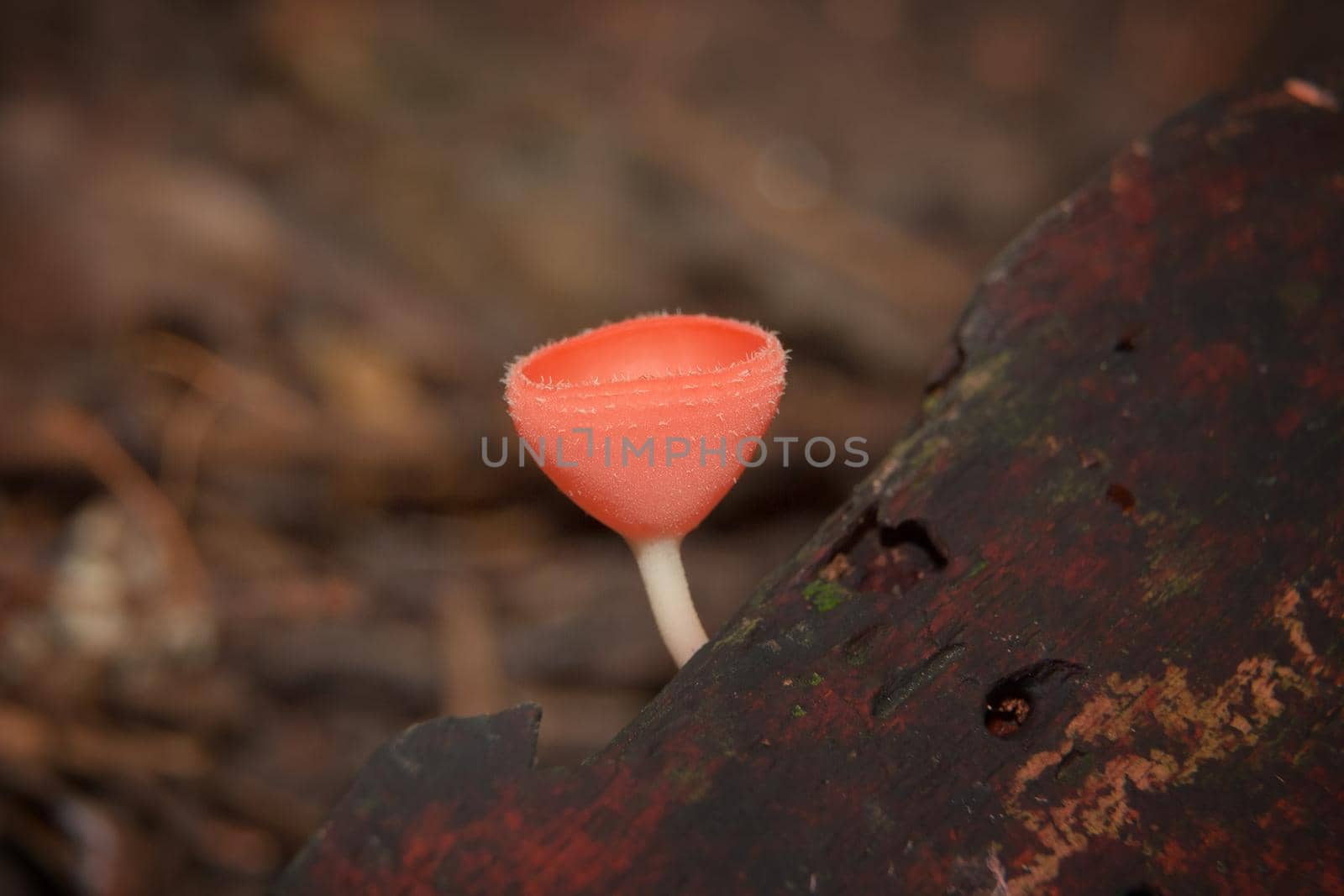 Orange mushroom or Champagne mushroom in rain forest, Thailand.