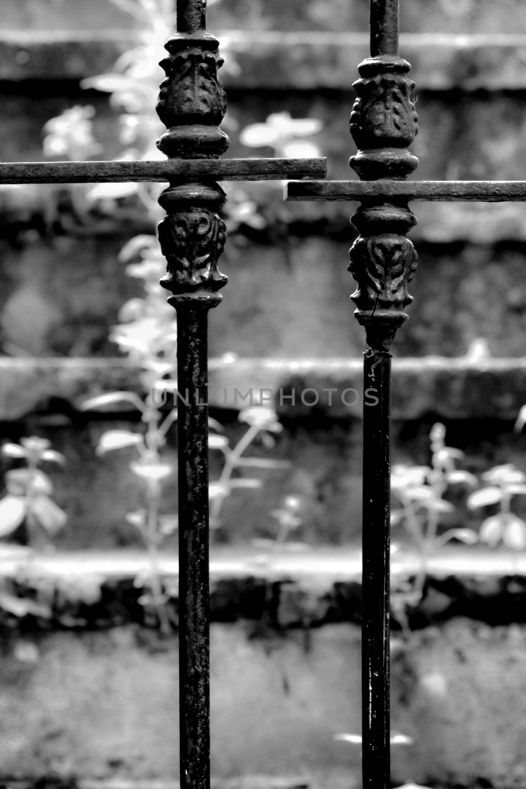 Forged metal fence and Stone staircase with green vegetation in the background in Lisbon