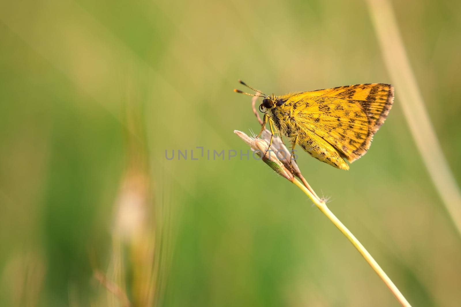 Yellow Butterfly on the grass in the park.