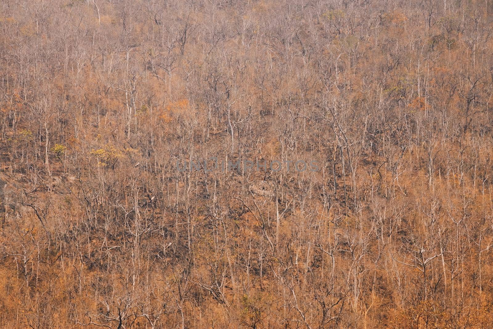 Yellow colorful leaves on deciduous trees in wild nature during autumn.Mae Ping National Park in Li district, Lamphun. Thailand.