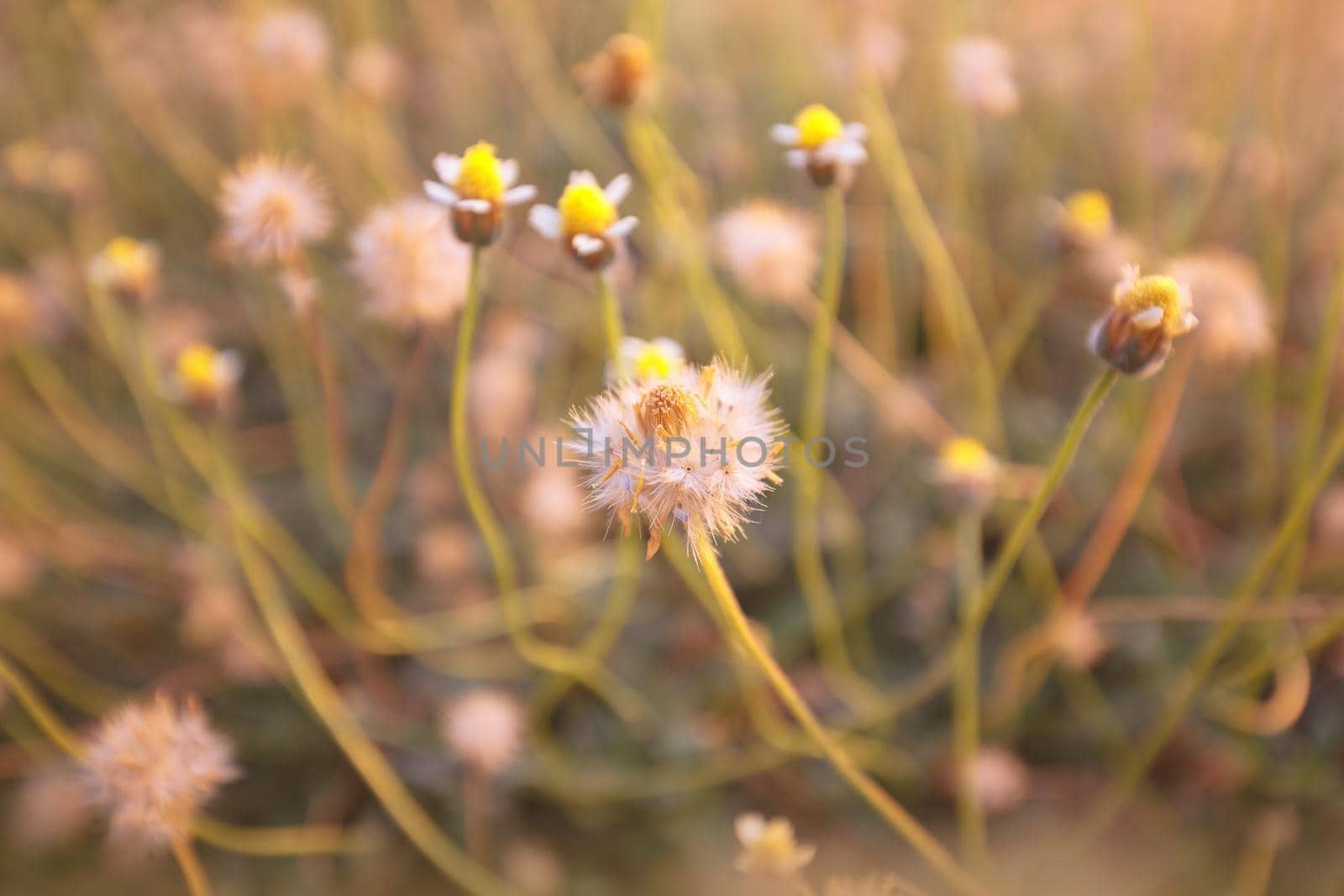 Grass flower with sunset light. vintage filter