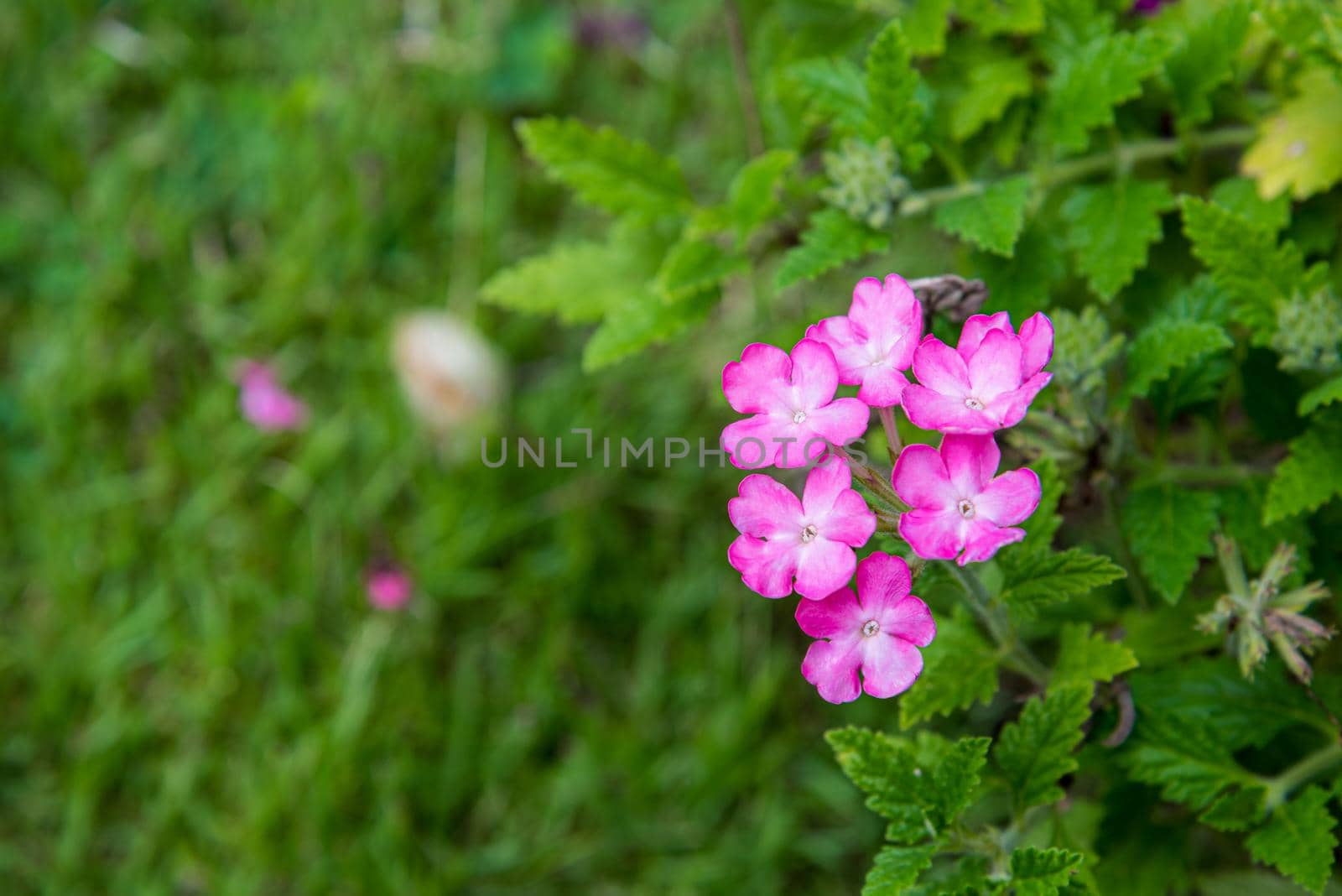 Beautiful nature of tropical flowers, Closeup pink and white small flower in a green outdoor garden with copy space for background