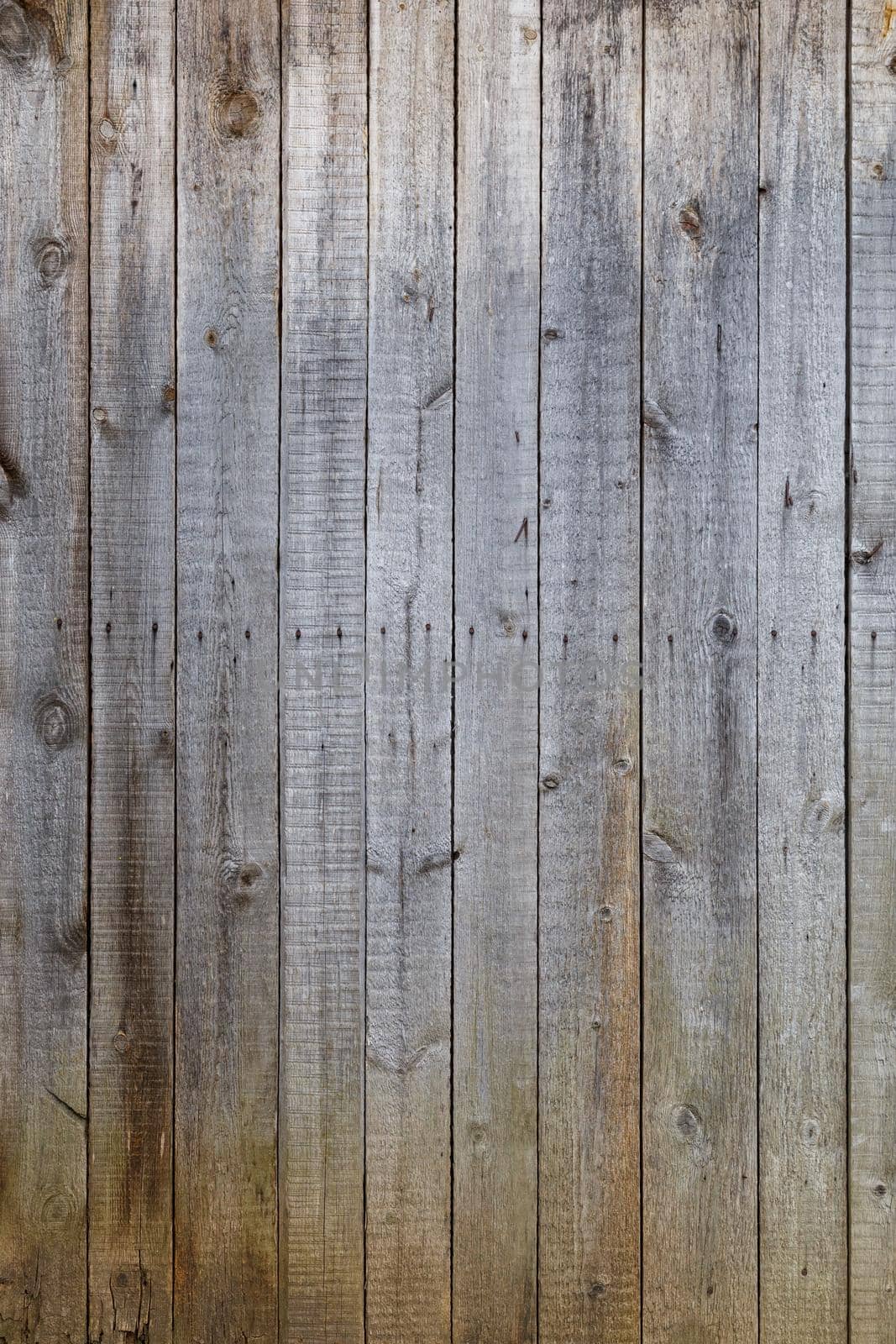 gray dry wooden planks wall suface texture and background.