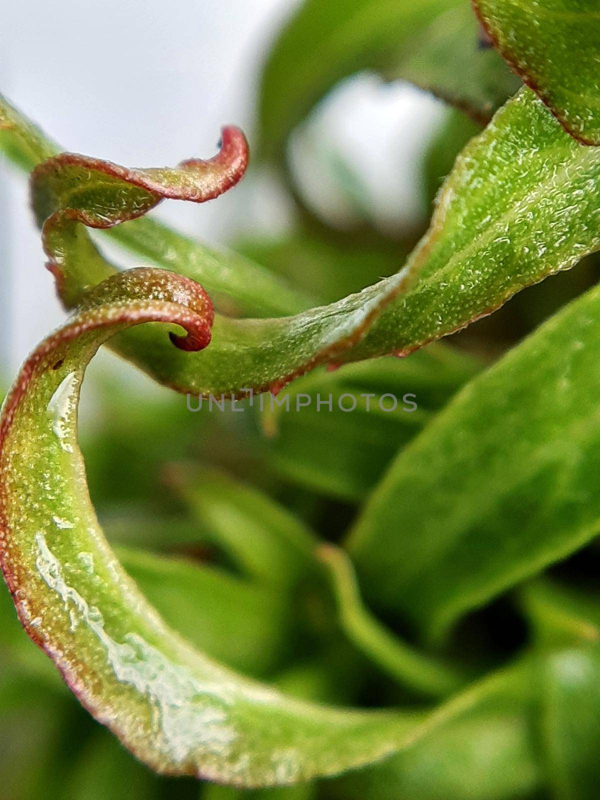 Willow leaves young shoots close-up. Leaf texture. Macro nature.