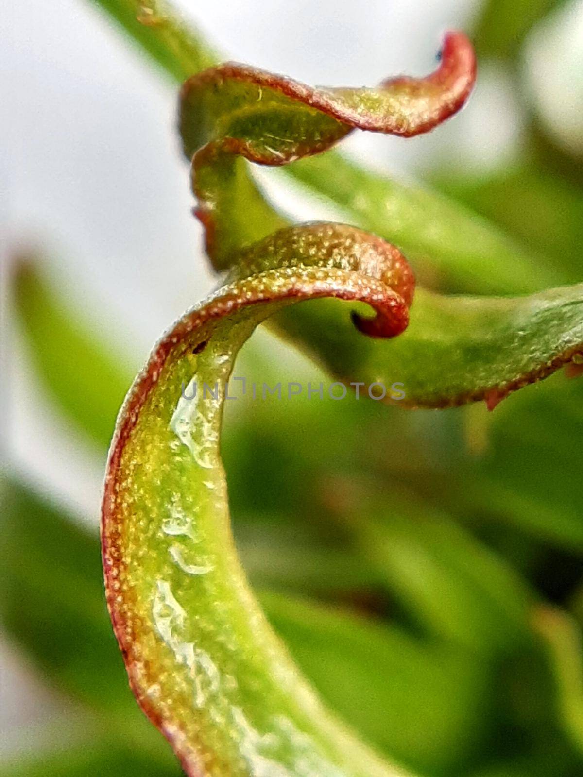 Willow leaves young shoots close-up. Leaf texture. Macro nature.