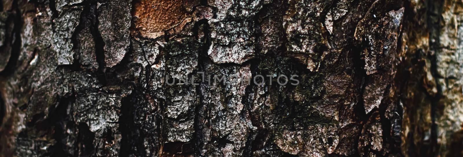 Natural wood, tree texture as wooden background, environment and nature closeup