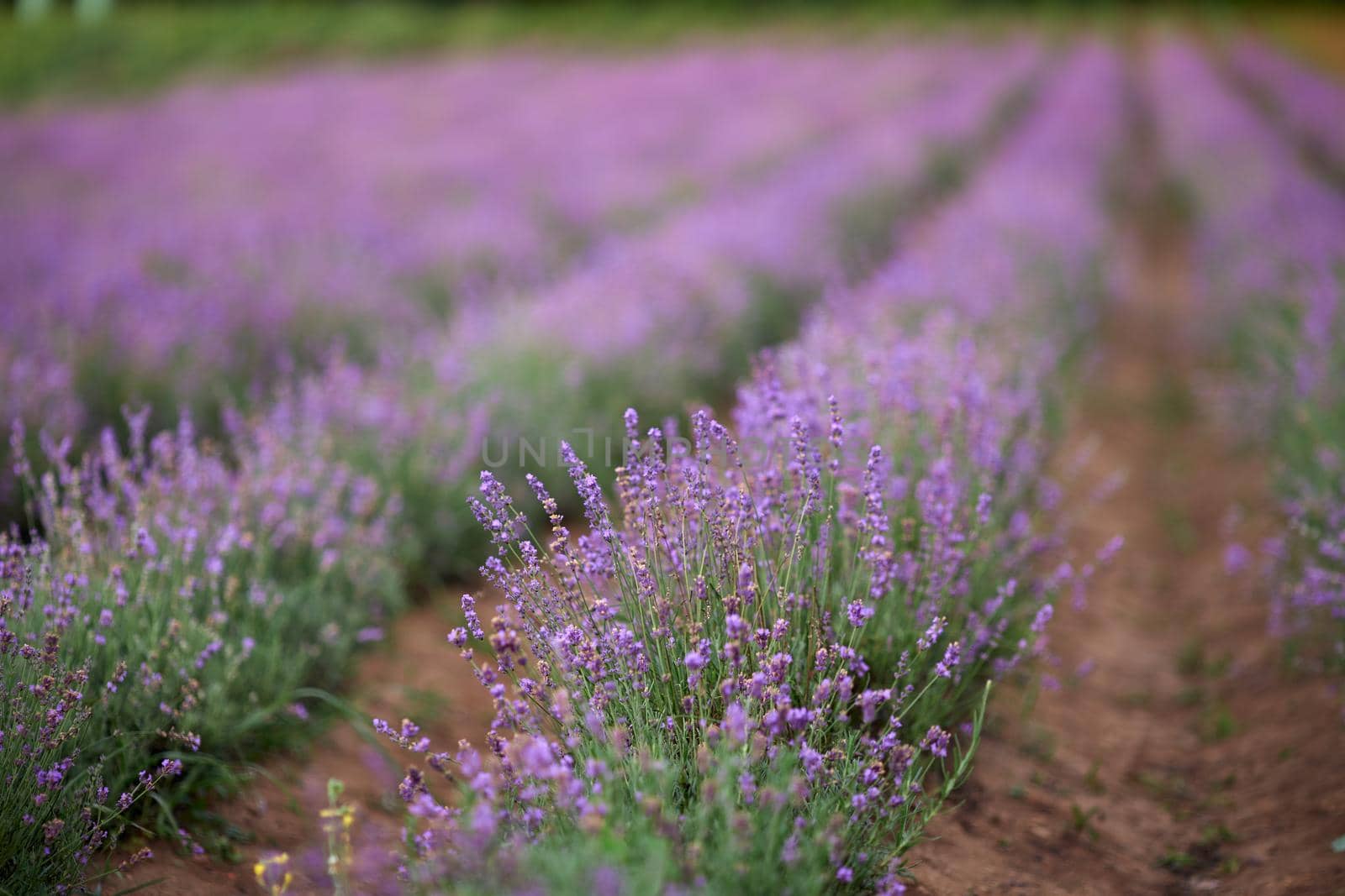 Purple patches in blooming lavender field. by SerhiiBobyk