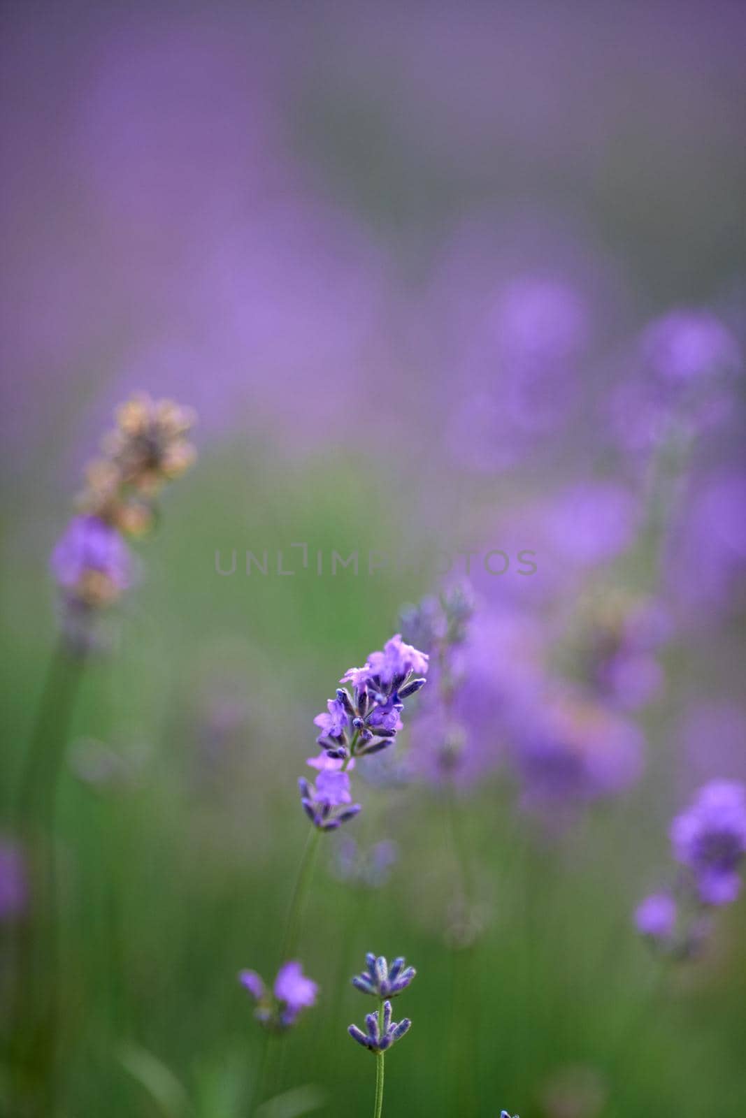Selective focus of beautiful bright delicate purple flowers blooming in countryside farmland in summer warm evening. Endless wonderful lavender field, meadow. Concept of nature beauty, aromatherapy.