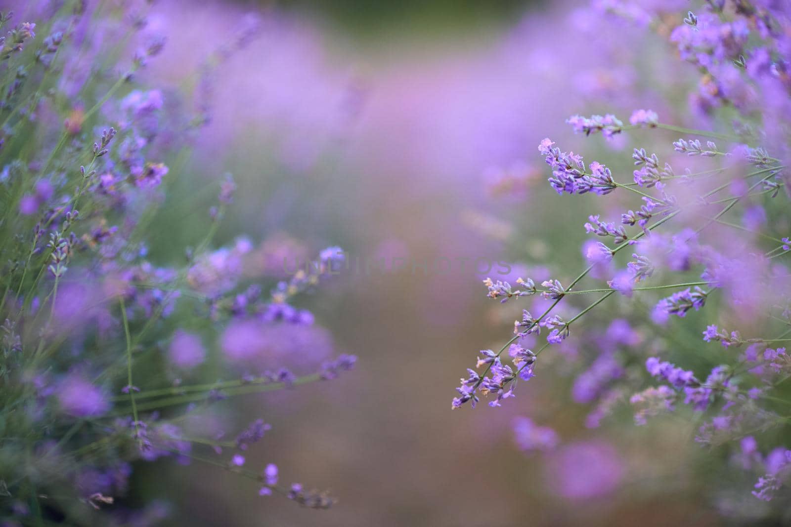 Purple patches in blooming lavender field. by SerhiiBobyk