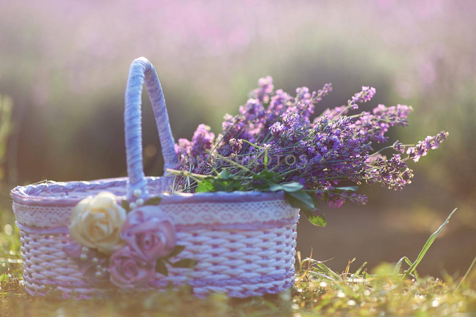 Selective focus of wonderful white basket with big bouquet of aromatic purple flowers inside. Decorated bag with roses with fresh harvest, spring warm sunset in field on background.