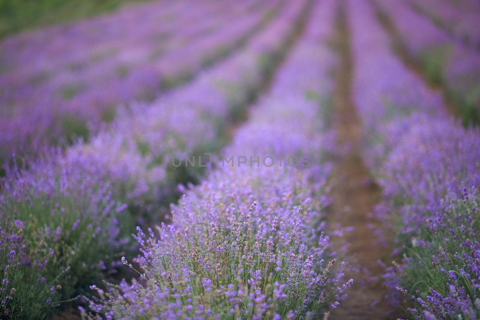 Endless patches in purple blooming lavender field. by SerhiiBobyk