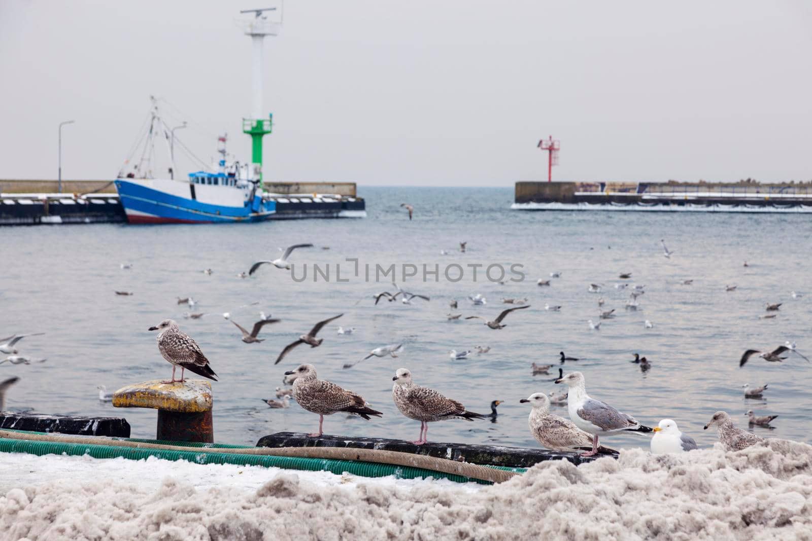 Gulls in the port of Hel. Hel, Pomerania, Poland.