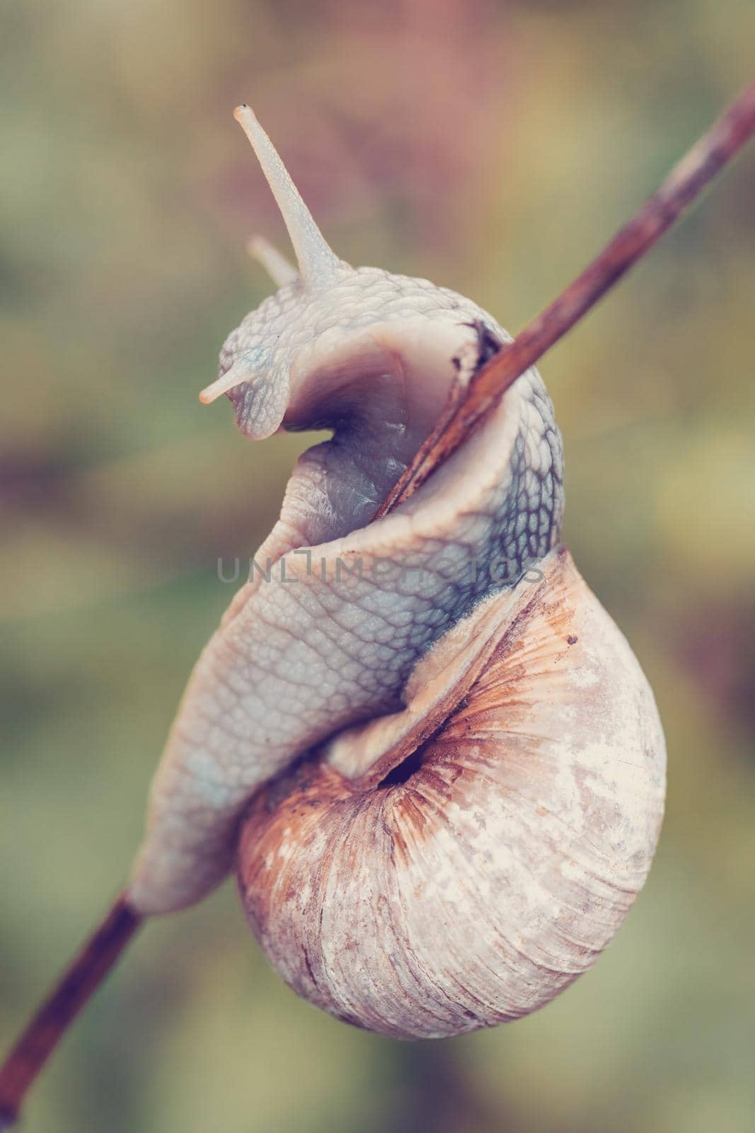 Garden snail (Helix aspersa) by artush