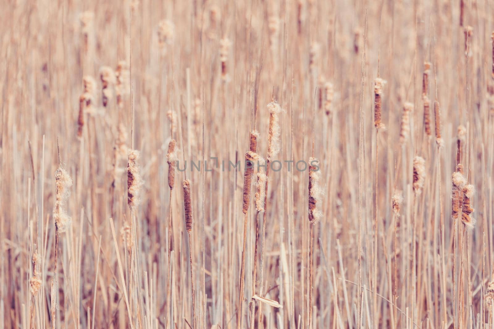 reeds background. Brushwood of cane with shallow focus. Wild grass next to water. Tuft of grass.