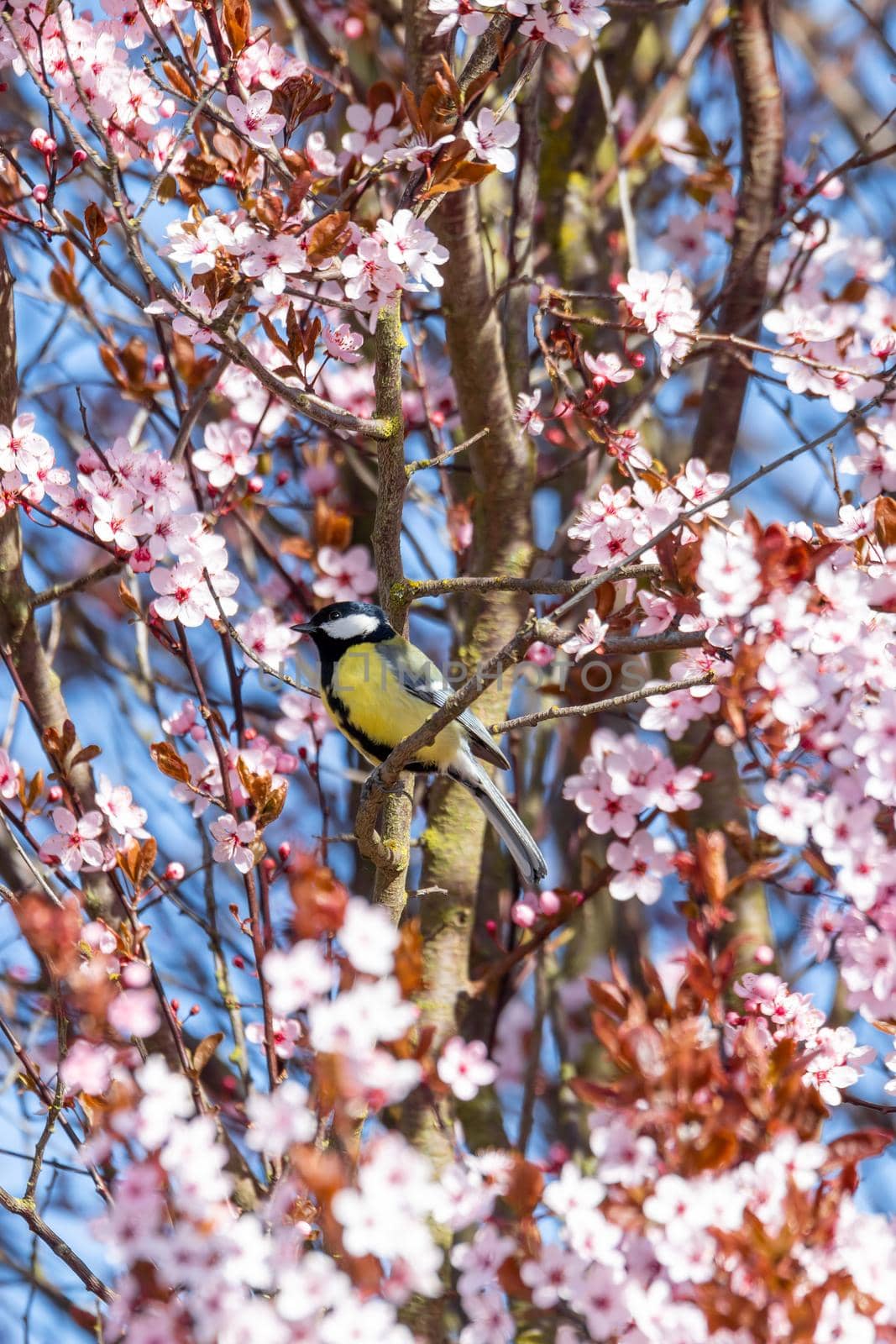 common bird Eurasian blue tit (Cyanistes caeruleus) in the nature perched on flowering Sakura Cherry blossom tree branch. Czech Republic wildlife