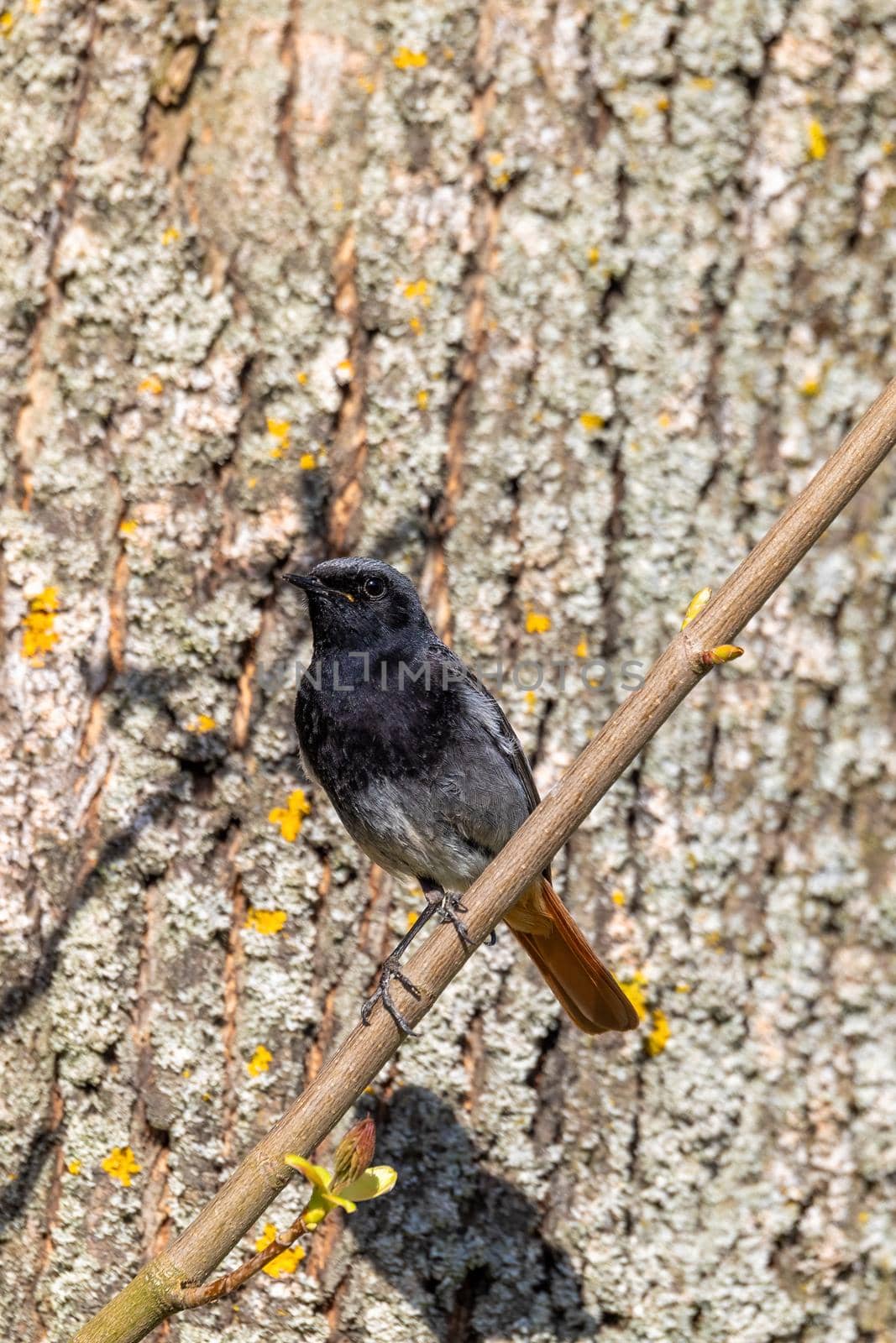 Black Redstart (Phoenicurus Ochruros) perched on twig, Czech Republic wildlife
