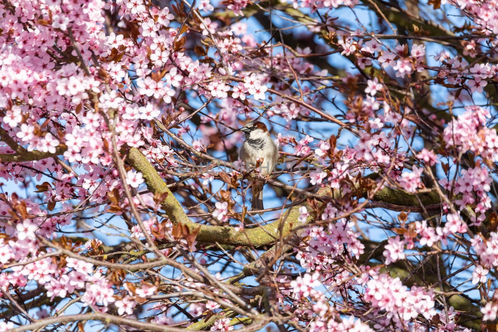common bird house sparrow, Passer domesticus in the nature perched on flowering Sakura Cherry blossom tree branch. Czech Republic wildlife