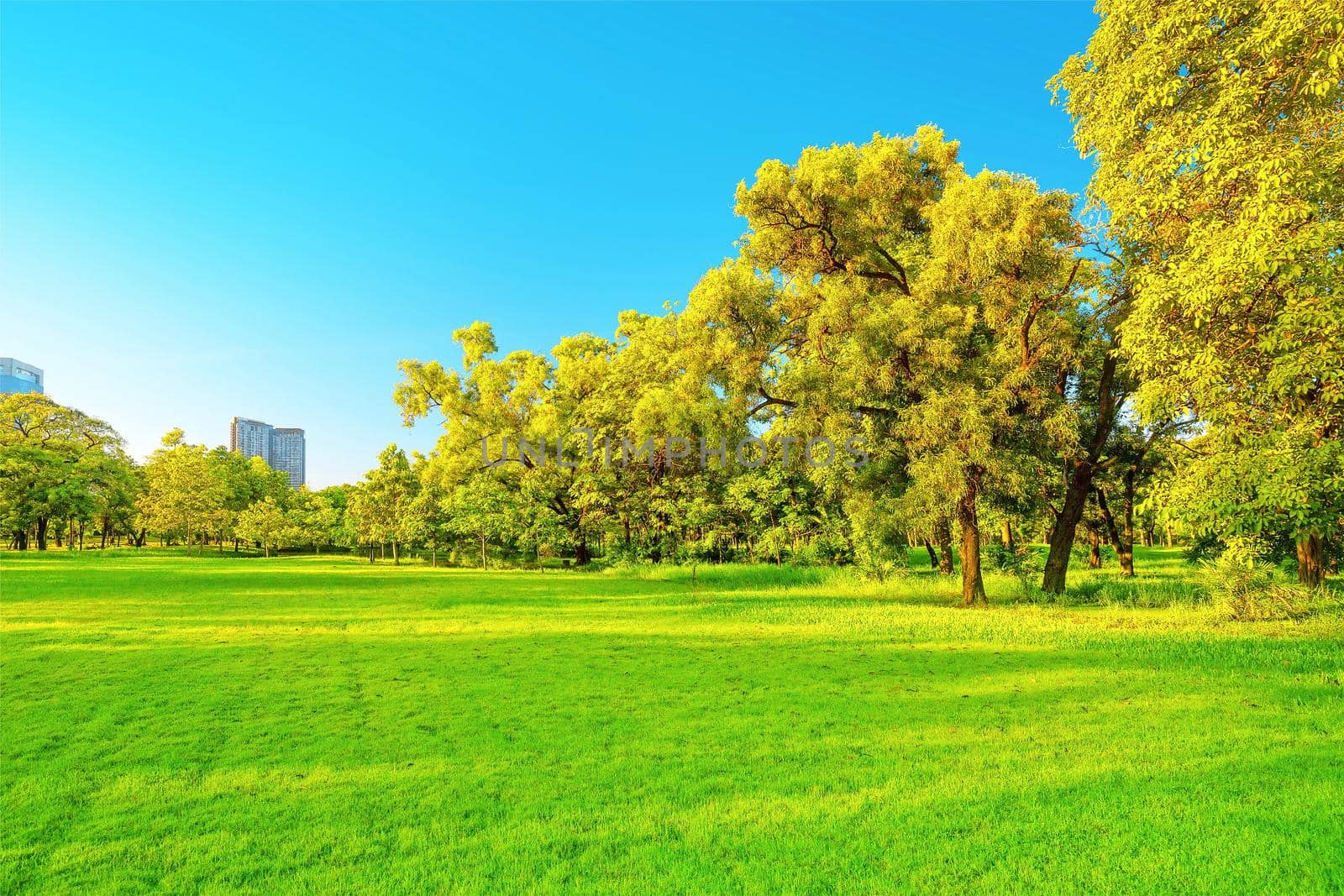 Beautiful garden in daytime outdoor nature background. 