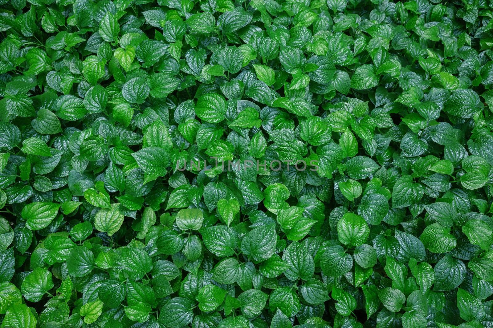 Green leaves pattern background, Natural background