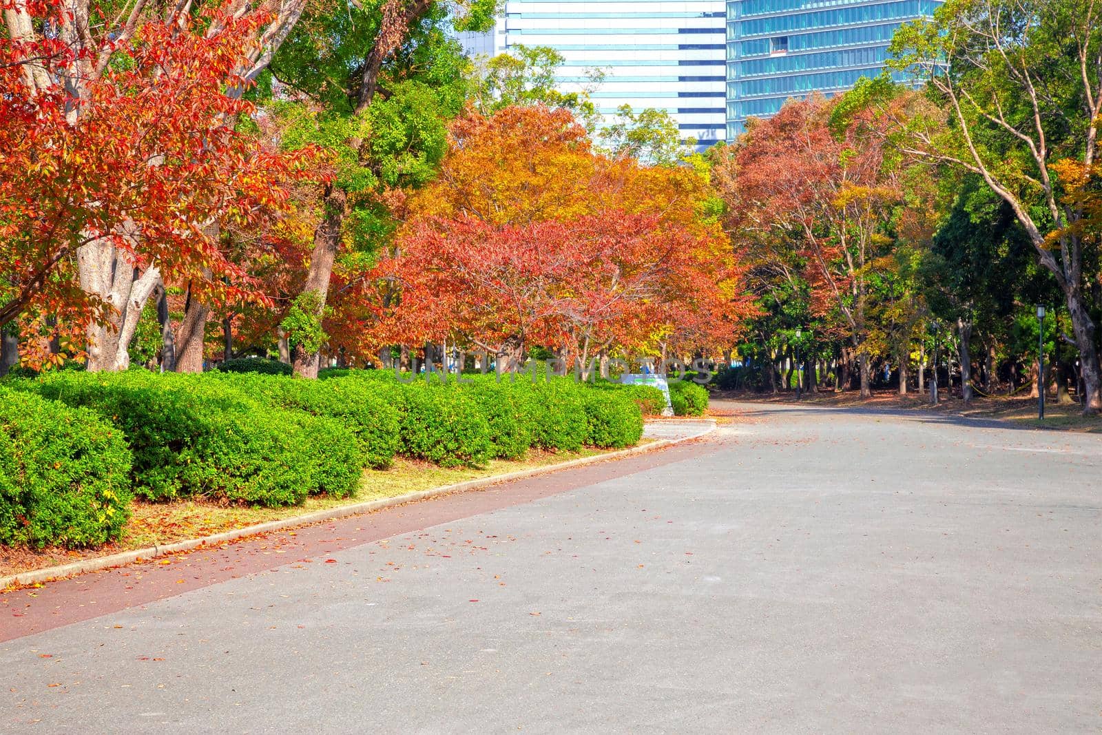 Autumn scenery in Osaka castle park, Osaka, Japan.