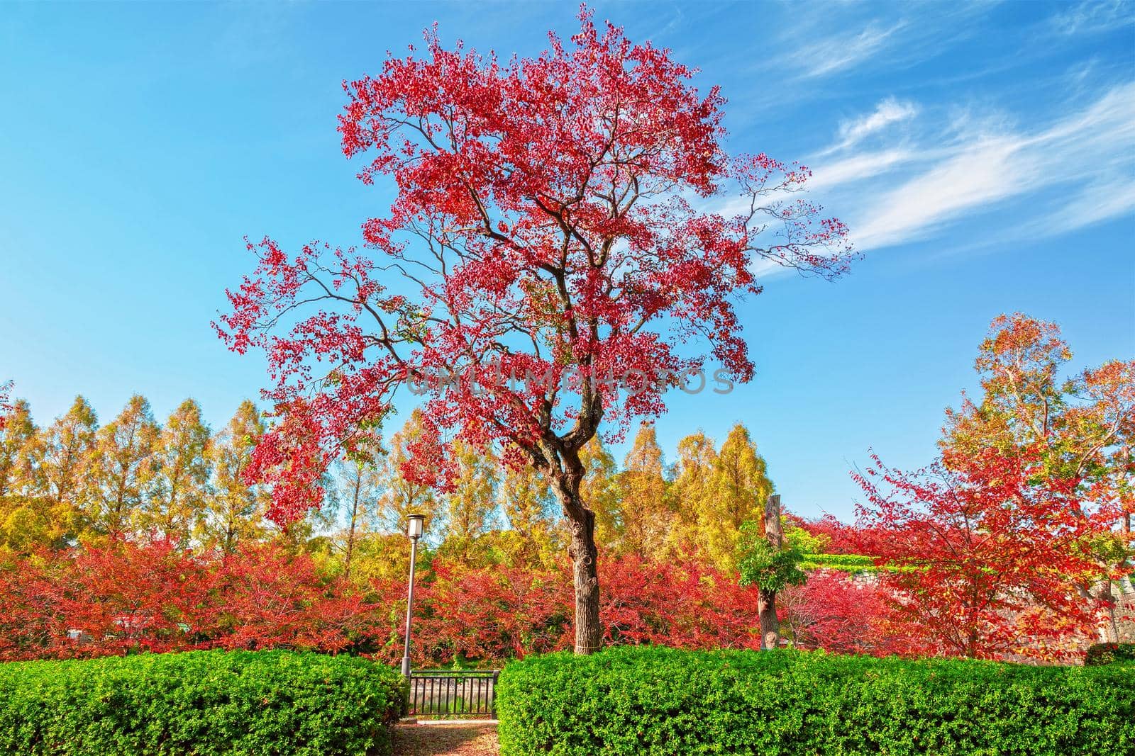 Autumn scenery in Osaka castle park, Osaka, Japan.