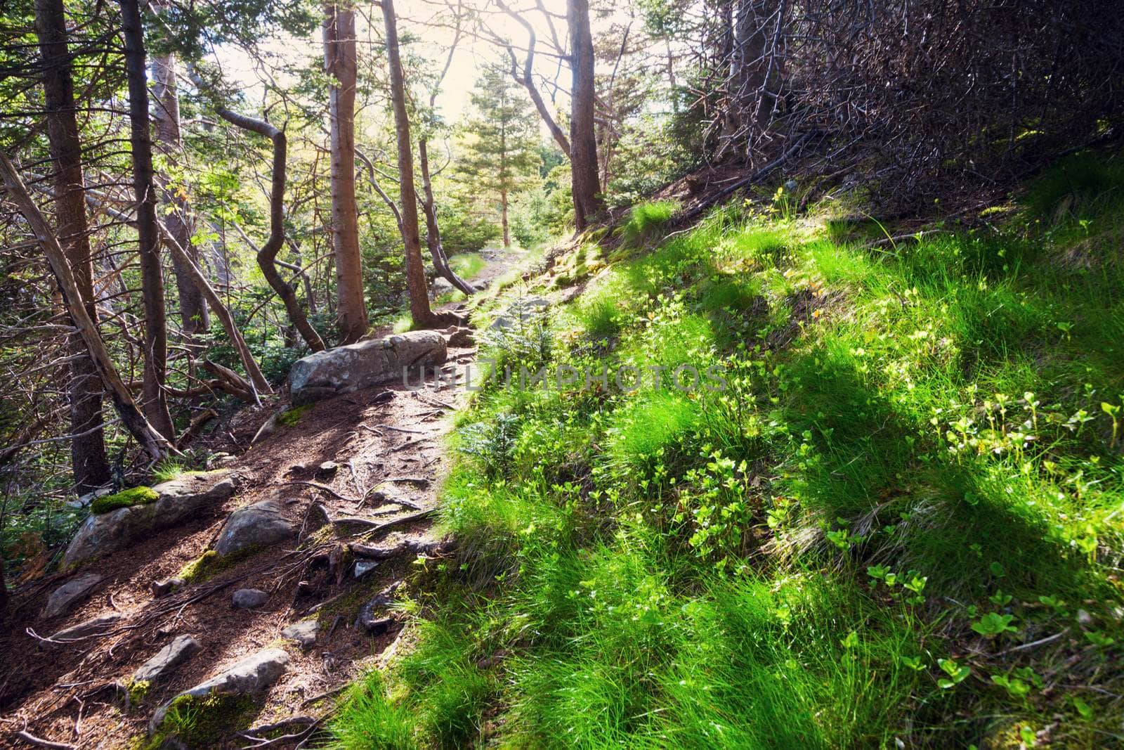 Trail to Bay Bulls Lighthouse, Newfoundland. Newfoundland and Labrador, Canada.
