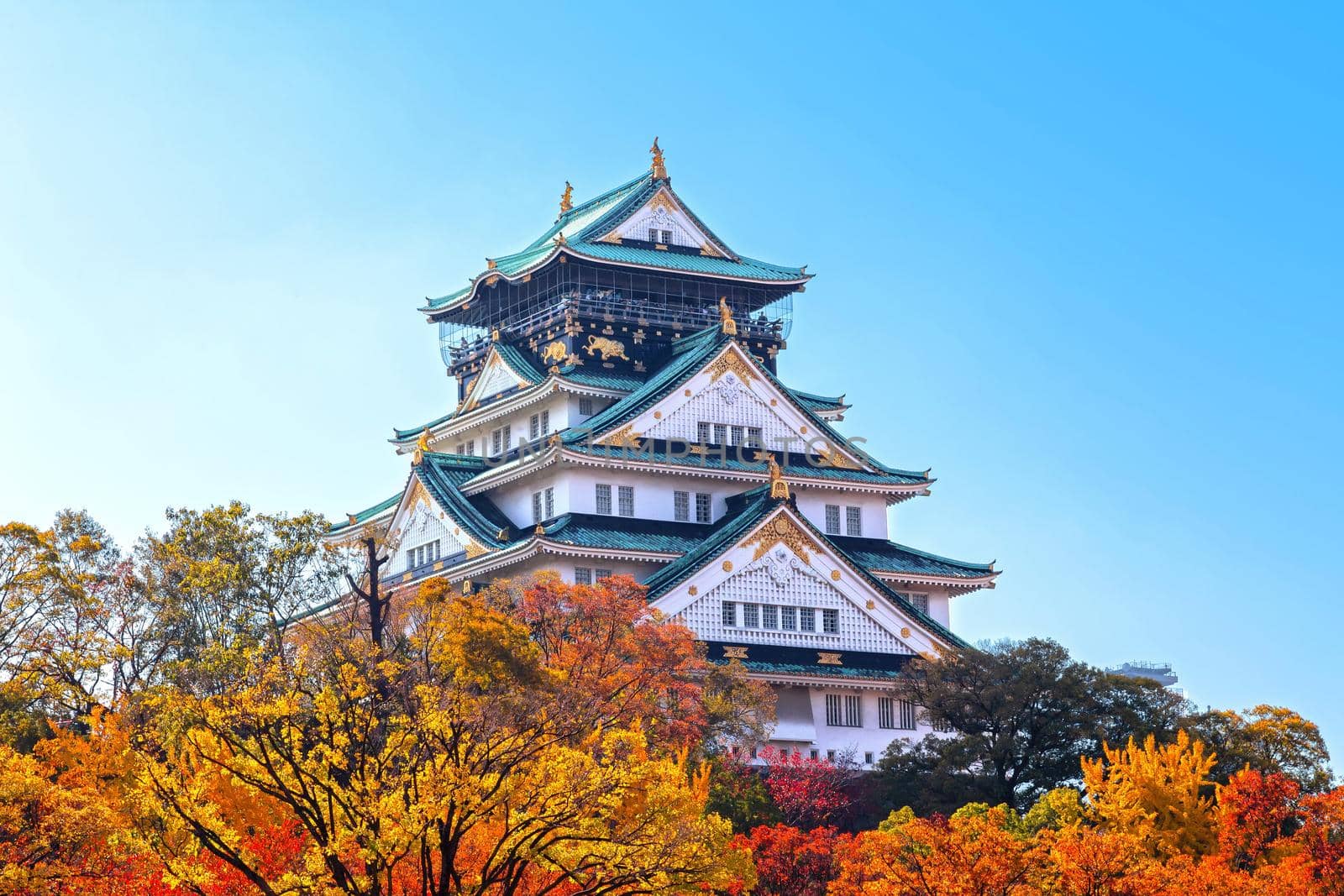 Osaka Castle in osaka city with autumn leaves
