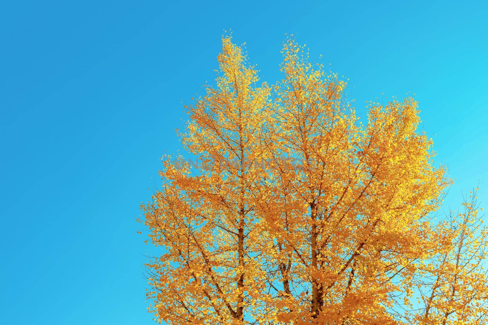 Ginkgo in the autumn leaves With a sky as the background