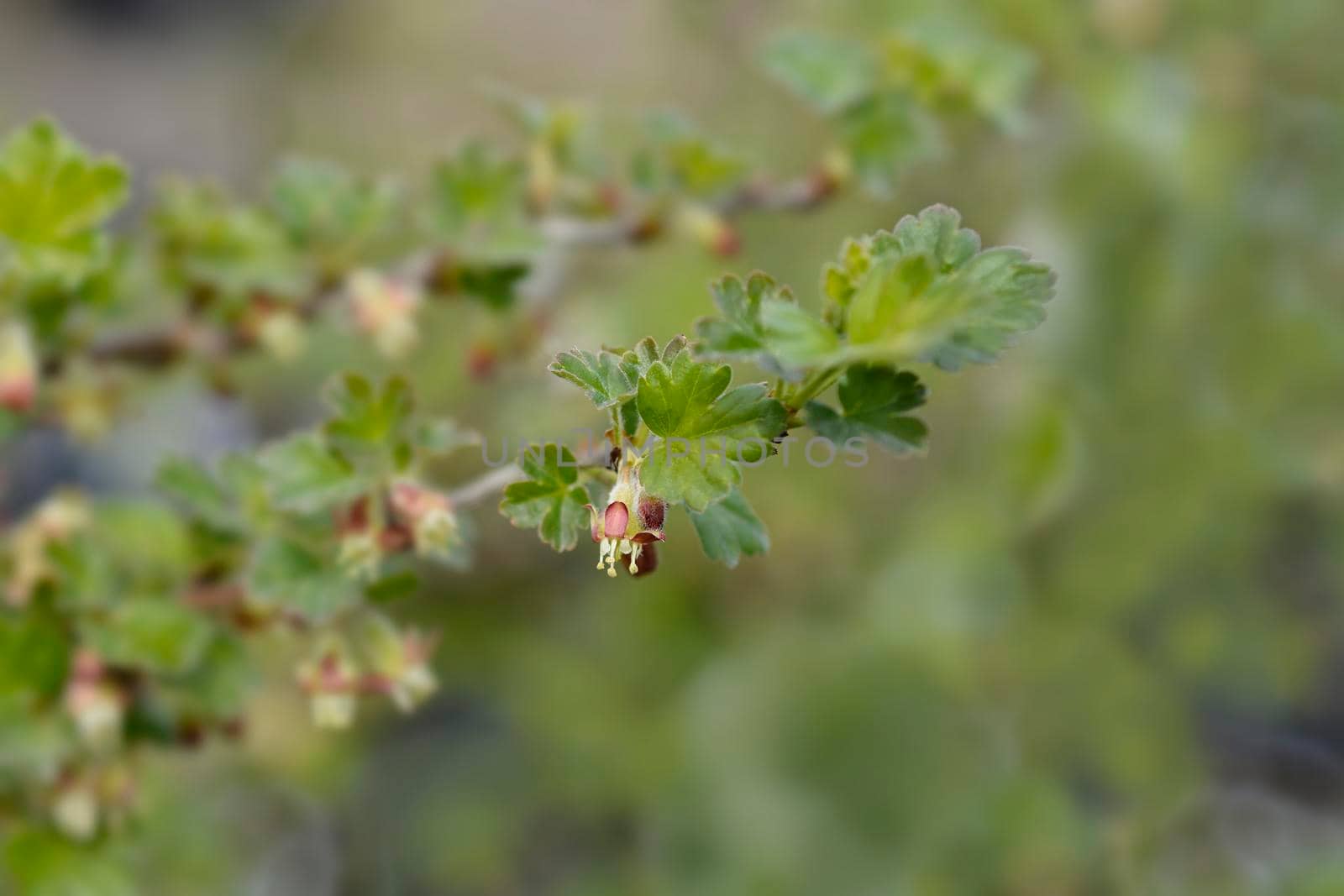 European gooseberry - Latin name - Ribes uva-crispa