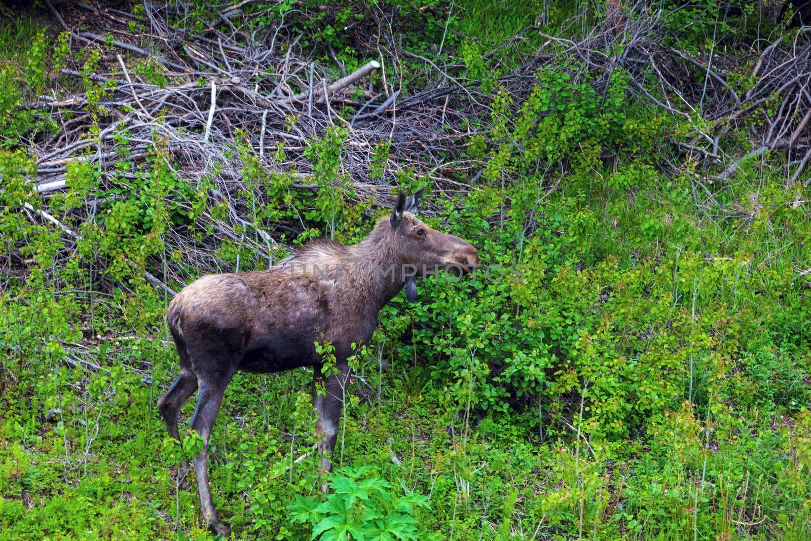 Moose in the forest, Newfoundland. St. John's, Newfoundland and Labrador, Canada.