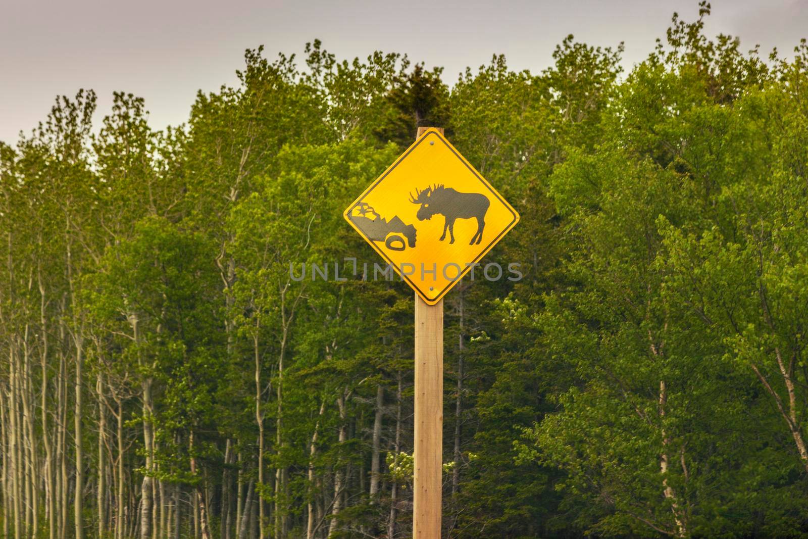 Moose sign in Newfoundland St. John's, Newfoundland and Labrador, Canada.