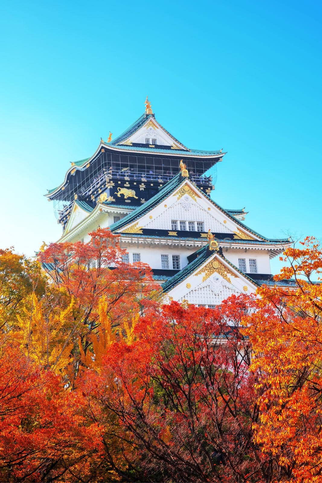 Osaka Castle in osaka city with autumn leaves