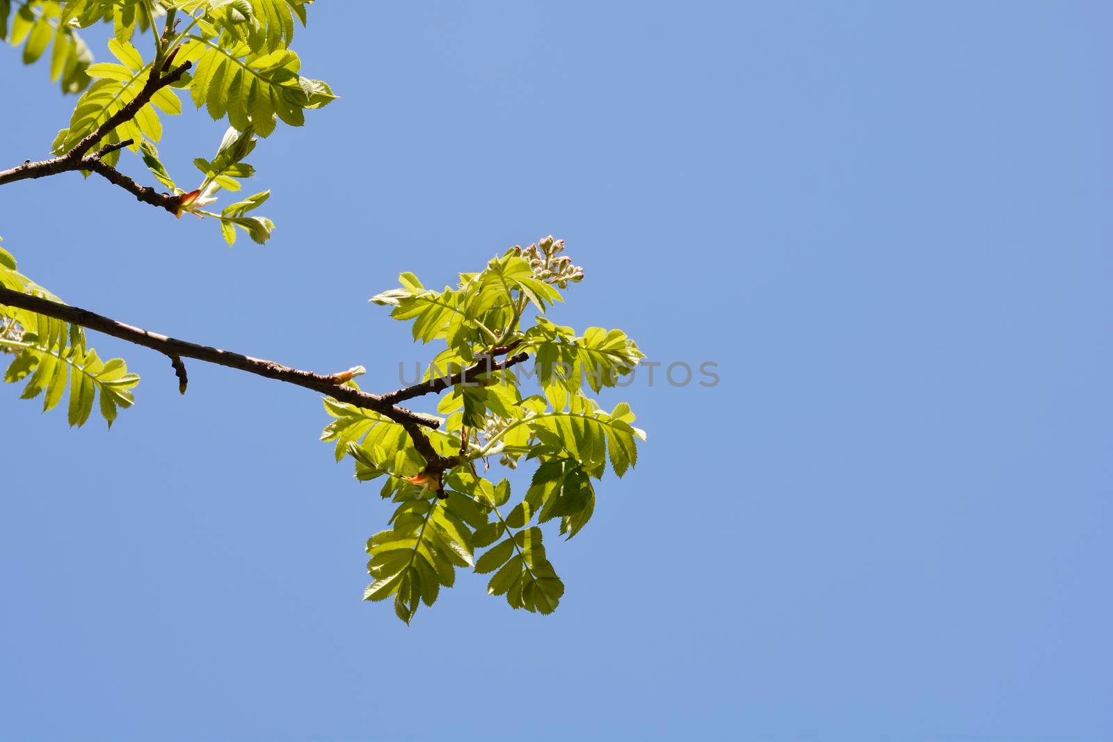 Sorb tree branch against blue sky - Latin name - Sorbus domestica