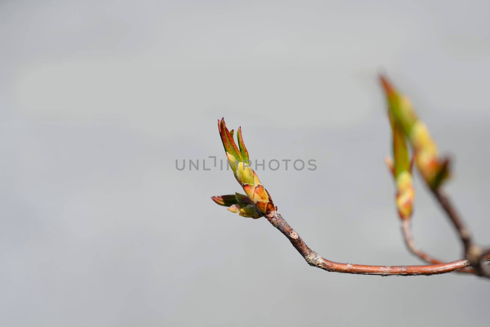 Rhododendron Fireball leaf buds - Latin name - Rhododendron Fireball