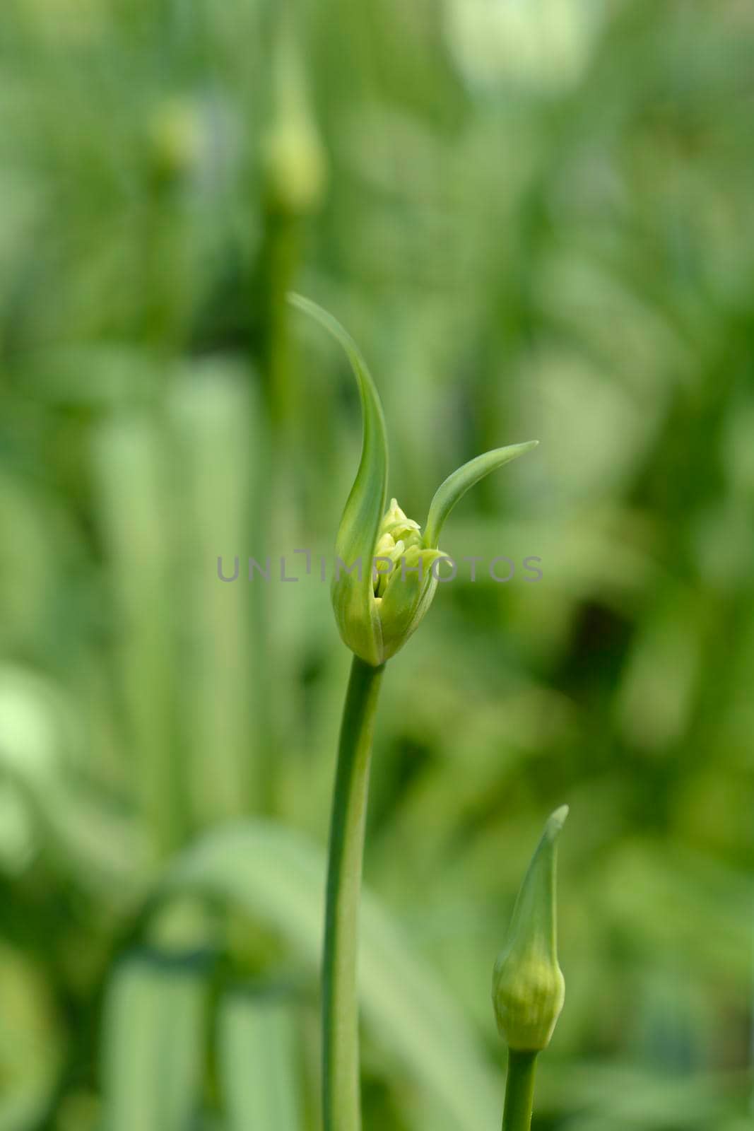African Lily Amourette White flower buds - Latin name - Agapanthus Amourette White
