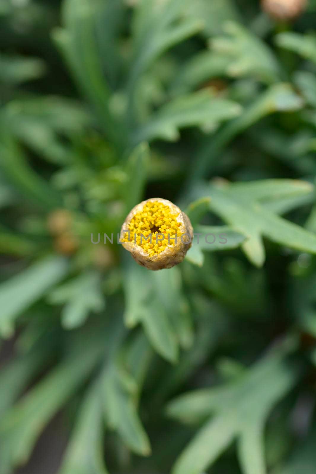 Marguerite daisy flower bud - Latin name - Argyranthemum frutescens