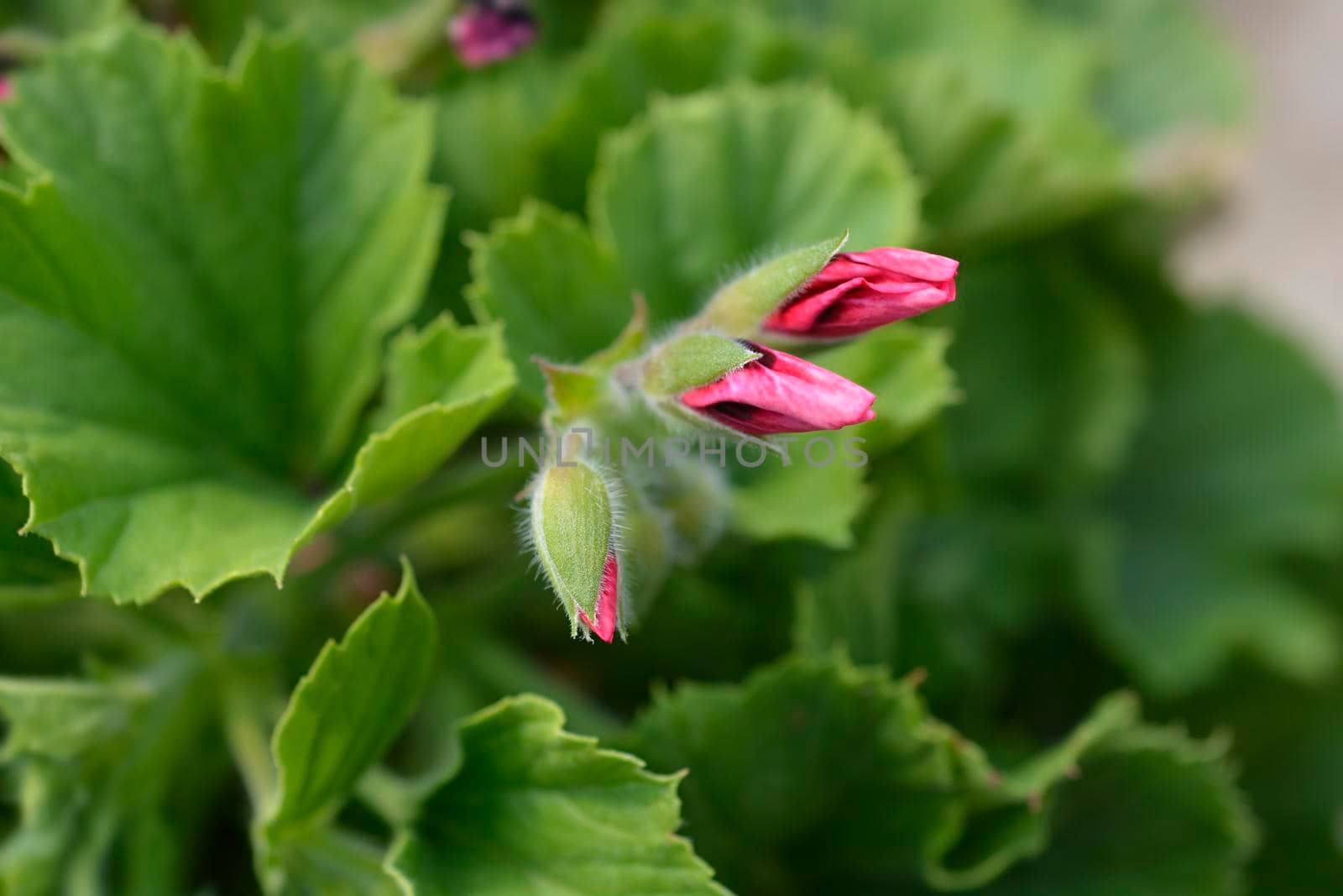 Regal pelargonium hybrid flower buds - Latin name - Pelargonium x domesticum (Pelargonium grandiflorum hybrids)