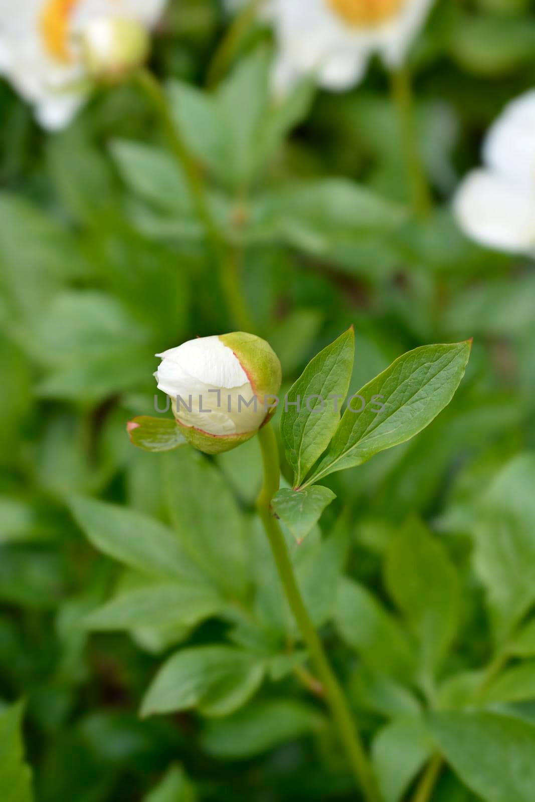 Peony Moonrise flower bud - Latin name - Paeonia Moonrise