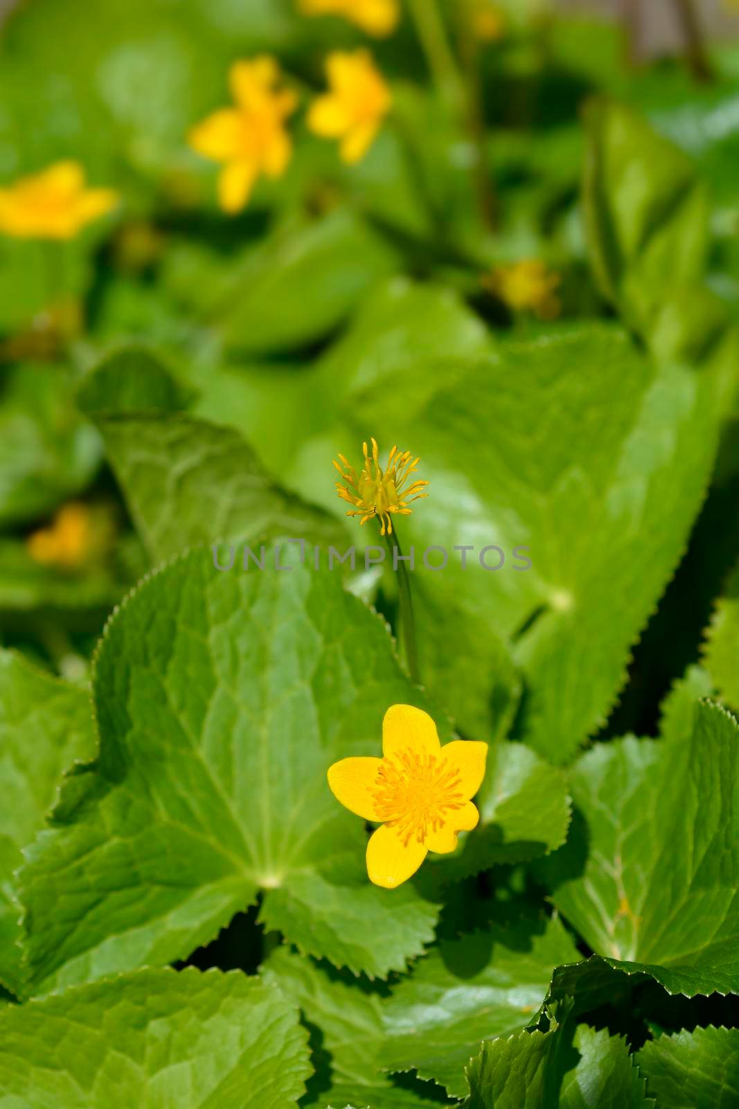 Marsh Marigold by nahhan