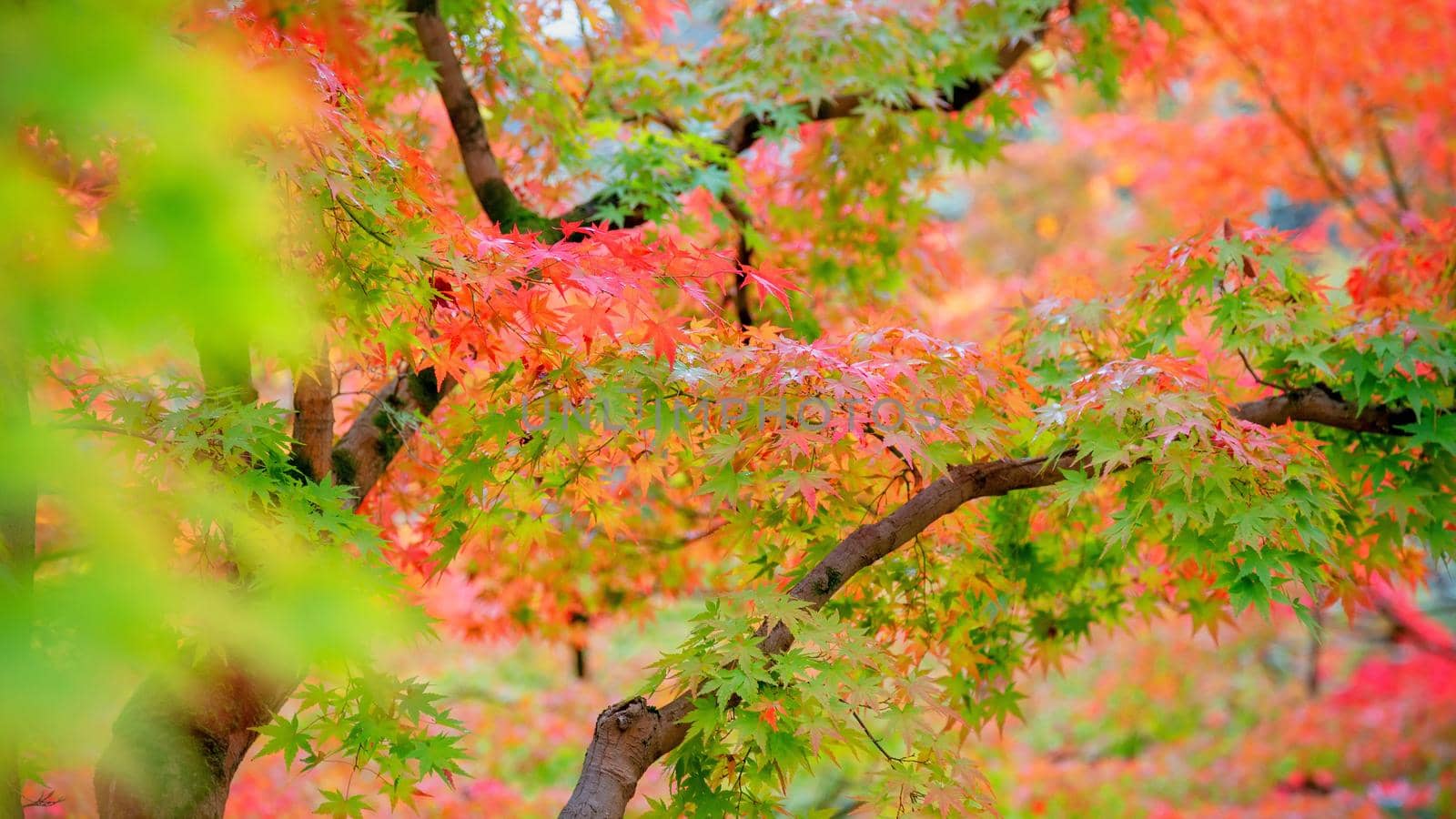 Autumn colorful red maple leaf of Japanese garden from under the maple