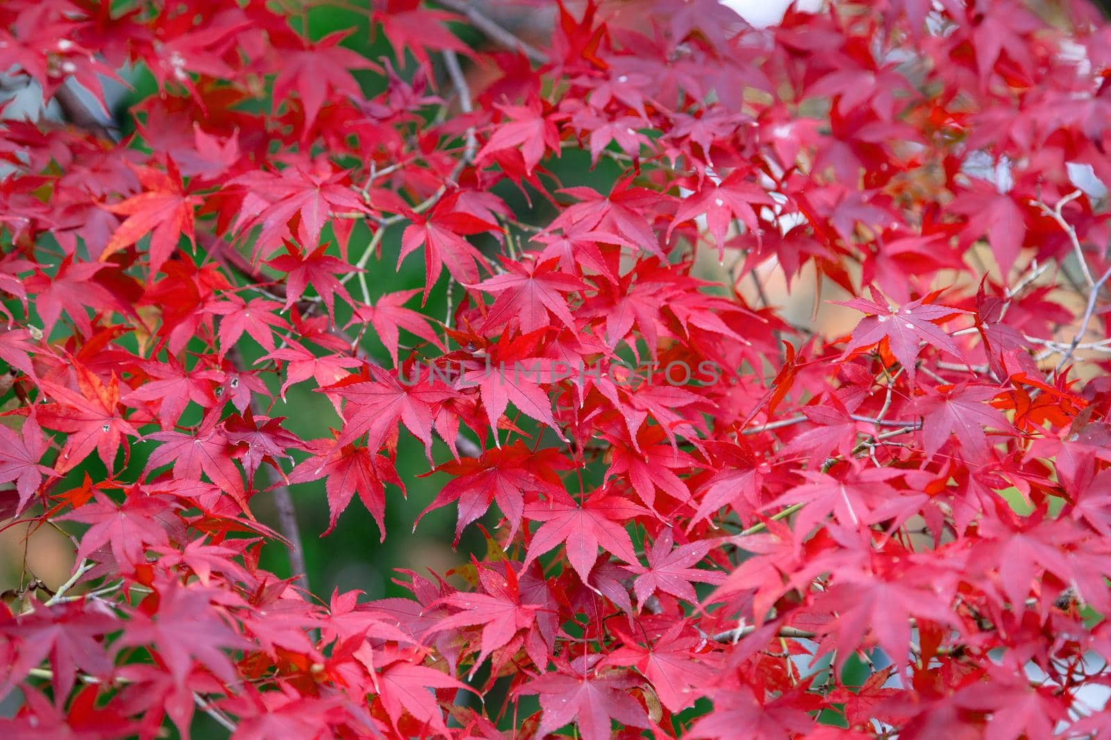 Autumn colorful red maple leaf of Japanese garden from under the maple