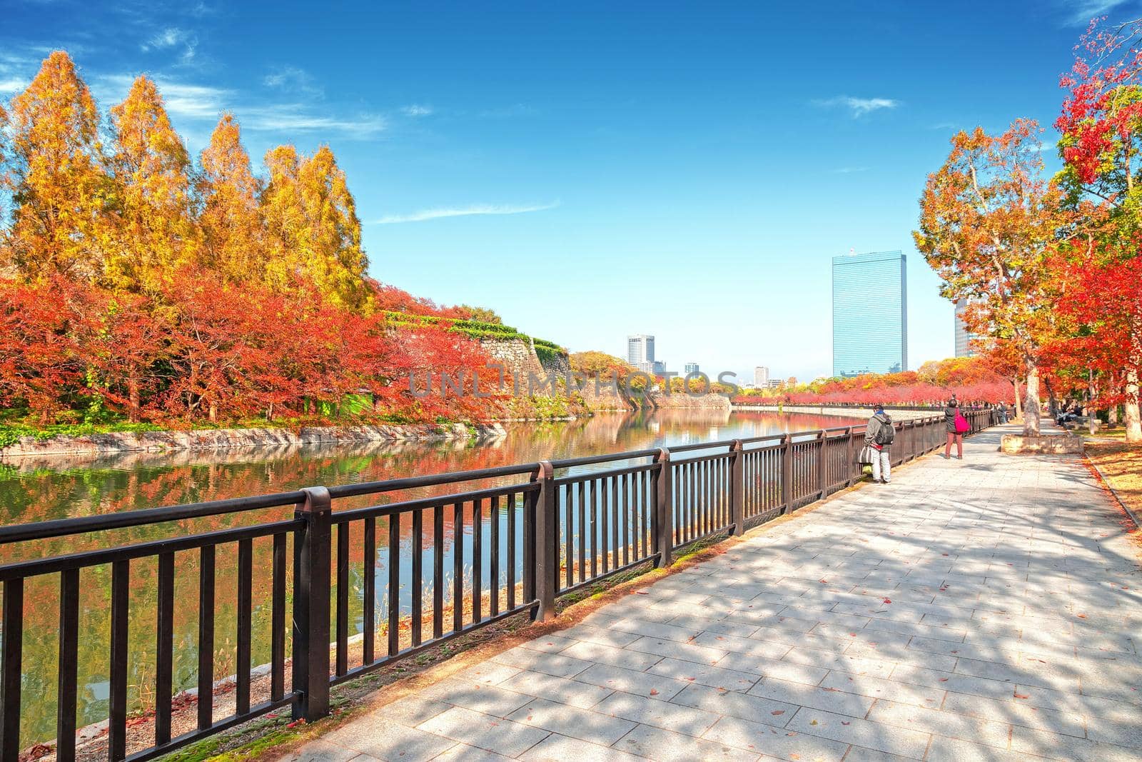 Osaka, Japan - 21 Nov 2018 - The autumn-colored park in Citizen's Forest Park near Osaka Castle, Osaka, Japan